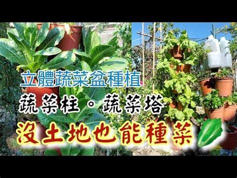 頂樓種菜|種菜 DIY－頂樓菜園｜痞客